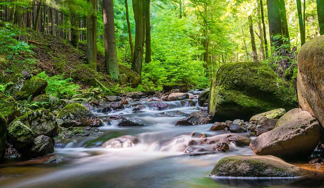 stream stream forest